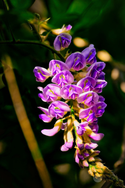 wisterian shadows (cautious extension)