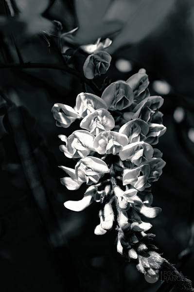 wisterian shadows (pale shelter)