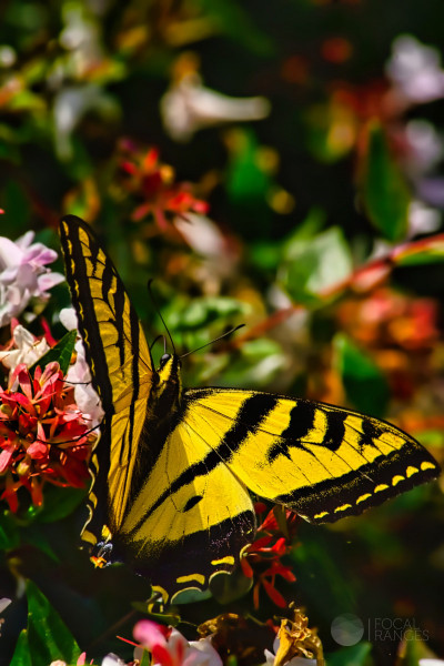 Tigerfly (ornamental enchantment)